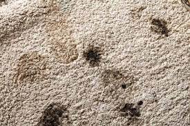 dirty-carpet-2